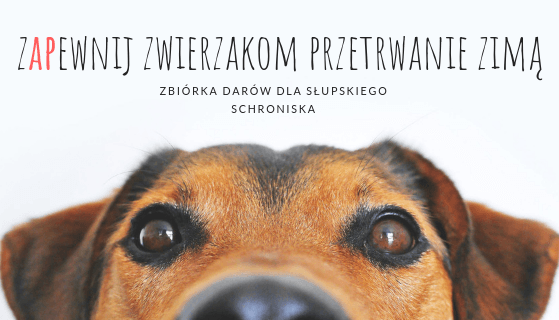 zapewnij zwierzakom przetrwanie zimą.png